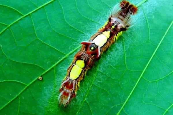 Tipos de orugas - Oruga morpho