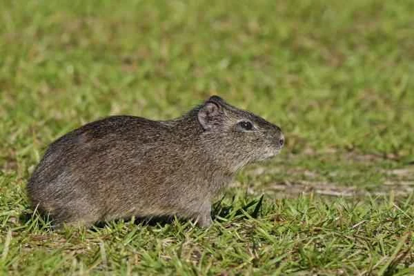 Tipos de roedores - Cuis (Cavia aperea)