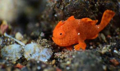 Salamander: Masters of Disguise in the Ocean