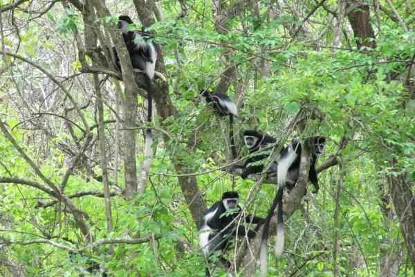 Animales con cola larga - Colobo blanco (Colobus guereza)