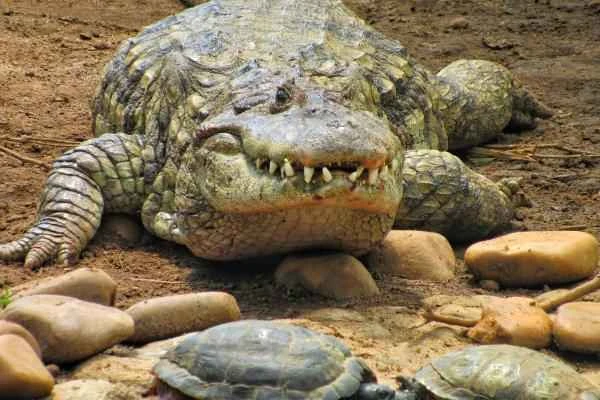 Reptiles of Argentina - Yacaré overo