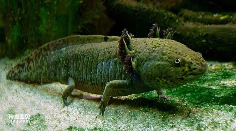 The Mexican axolotl (a popular amphibian pet)