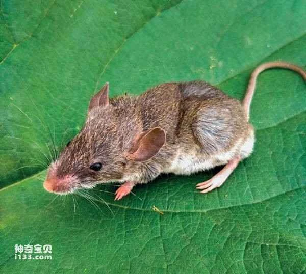 A nine-pound mutant rat has been discovered at the Anhui Zoo.
