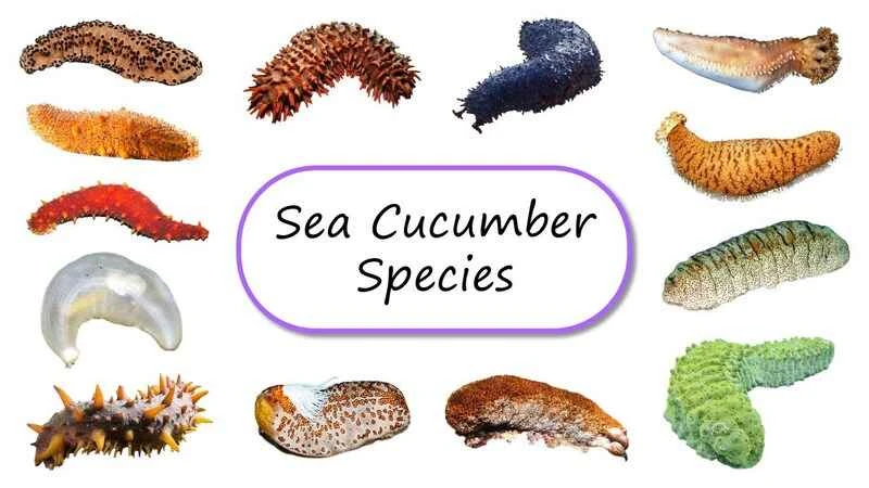 Top 10 Sea Cucumber Rankings in the World