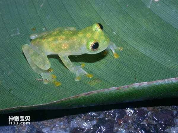The World's Top Ten Most Amazing Frogs (Have you ever seen a flying frog?)