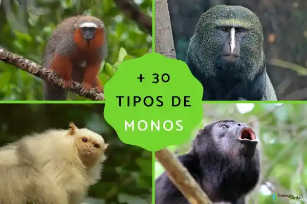 Monkey Species: A Detailed Explanation of 30 Different Monkey Species and Their Characteristics