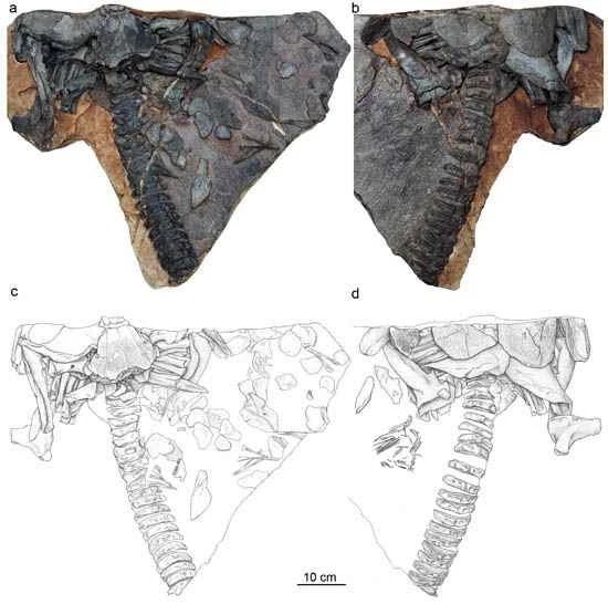 The ancient fish Zhou's Hongyu, dating back 370 million years