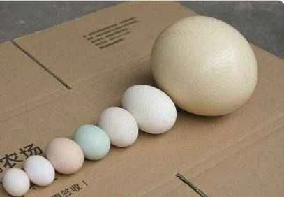 How big is the largest dinosaur egg? Over 100 tons?