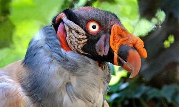 King Vulture: The ruler of the sky, its position in the animal kingdom
