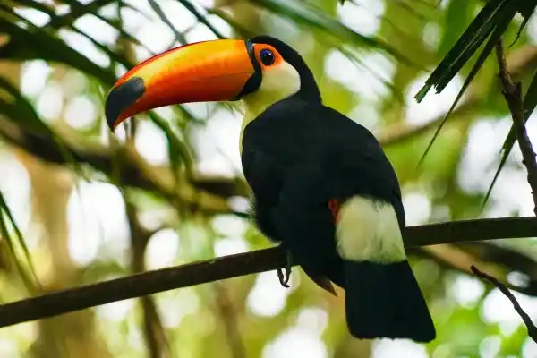 10 species of toucans