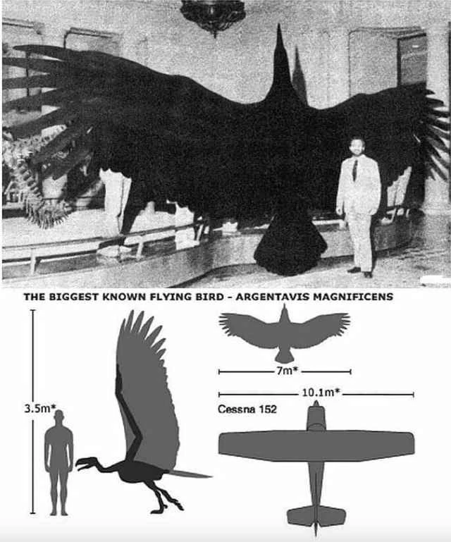 阿根廷巨鹰（Argentavis, Argentavis magnificens）