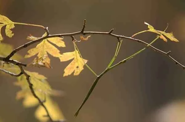 The longest insect on Earth