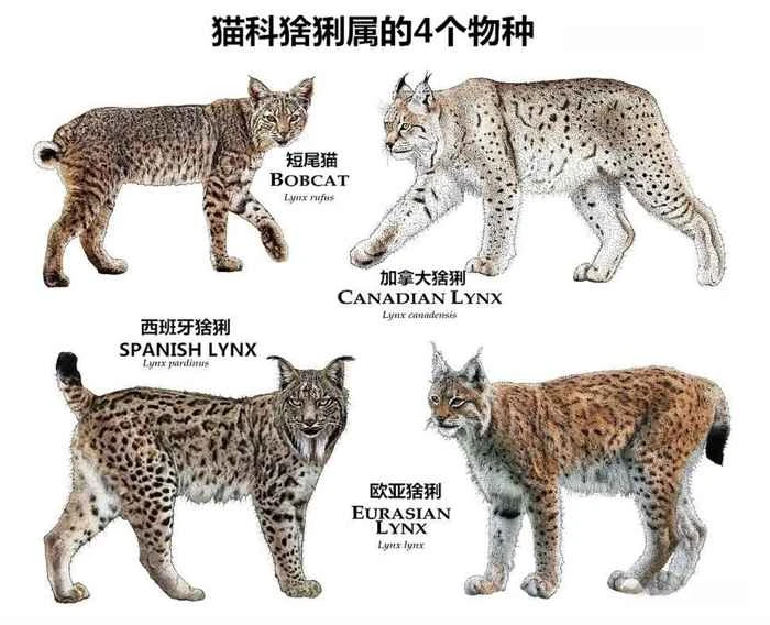 The Return of the Feline Beasts: Exploring the Four Deadly Hunters of the Lynx Genus