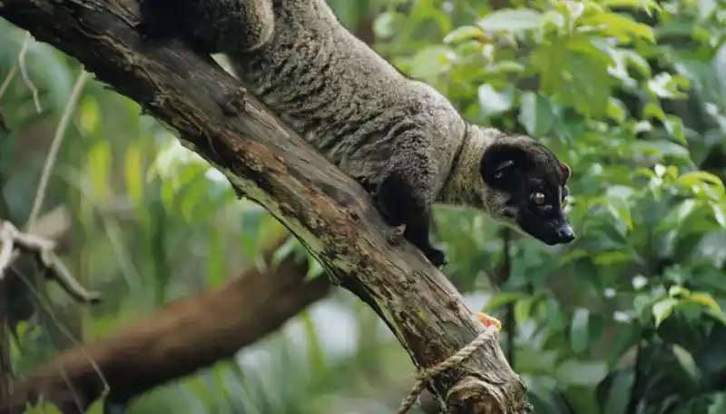 Understanding the Asian palm civet: its characteristics and lifestyle