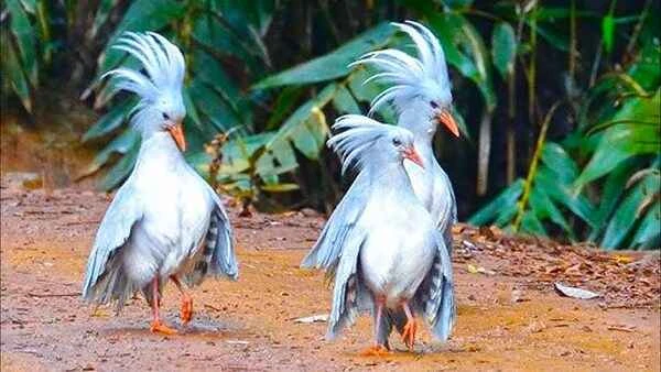 Herons (Rhynochetus jubatus): Kagu birds, unique birds of New Caledonia