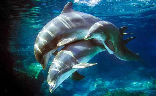 Which animals mate most intensely? An exploration of animal mating behavior