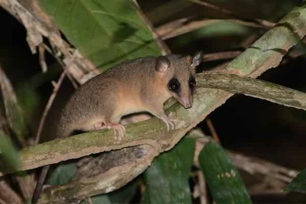 Animales con cola larga - Opossum pigmeo colilargo (Cercartetus caudatus)