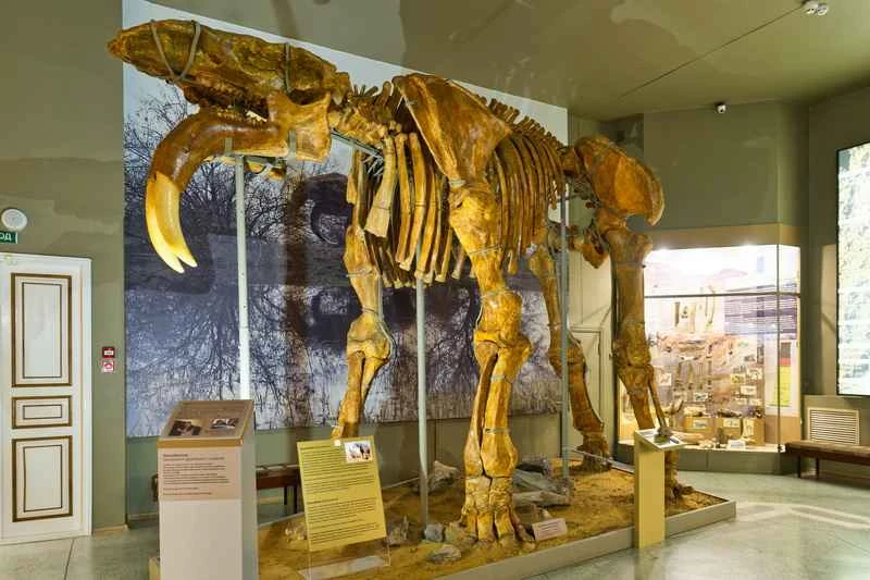 Deinotherium-5.jpg