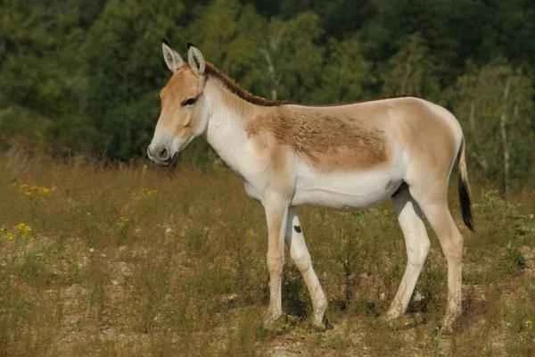 Animales híbridos: ejemplos and características - Kunga (E. hemionus hemippus × E. africanus asinus)