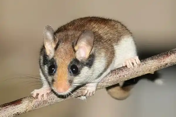 Garden Dormouse/Masked Dormouse (Eliomys quercinus): Physical Characteristics, Distribution and Habitat, Diet, Hibernation, Reproduction and Conservation Status