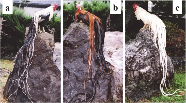 The world's ten birds with the longest tail feathers: Which birds have tail feathers that are considered natural wonders?