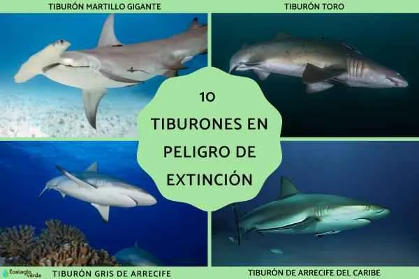 10 endangered shark species