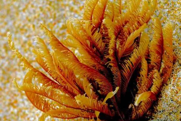 Animales con tentáculos - Briozoos (filo Bryozoa)