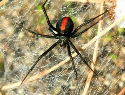 What animals eat spiders? — Understanding spiders' natural enemies and predators