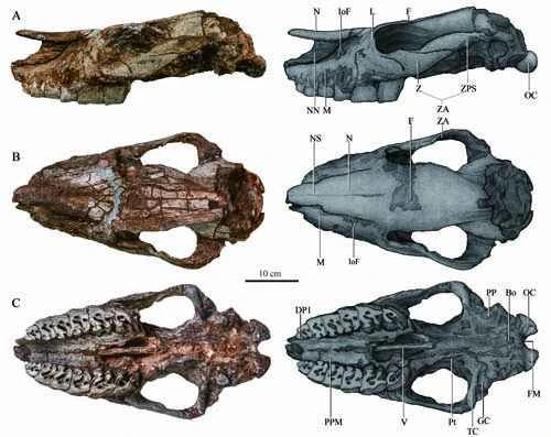 Classification and evolution of *Sang's large-lipped rhinoceros*
