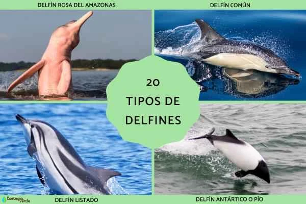 Introduction and Classification of 20 Dolphin Species: A Comprehensive Analysis of Freshwater and Marine Dolphins