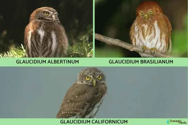 Species of owls - Owl genus