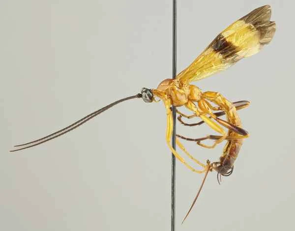 Giant Lean Wasps: Nature's Unique Parasitic Predators