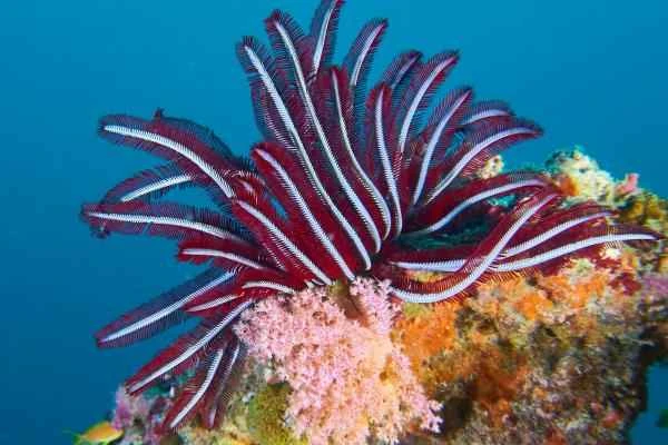 Lirios de mar: qué son, características, hábitat and ejemplos