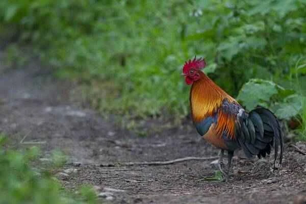 The origin and evolutionary history of chickens