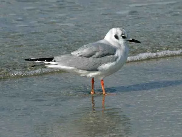 Types of gulls - Bonaparte's gull (Chroicocephalus philadelphia)