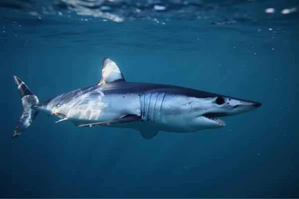 Mediterranean shark - Mako shark (Isurus oxyrinchus)