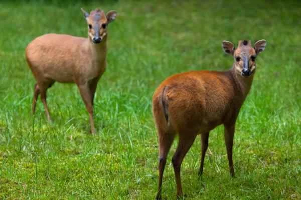 Chinese Animals - Tufted Deer