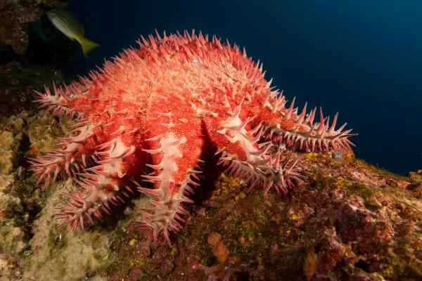 Spiny animals - Acanthaster planci