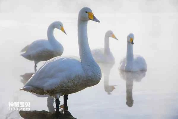 The world's top ten most beautiful swans