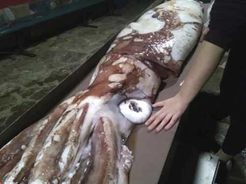 The 10 Animals with the Largest Eyes: An Amazing Visual Journey