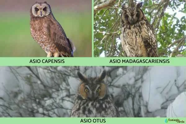 Owl species - Owl genus