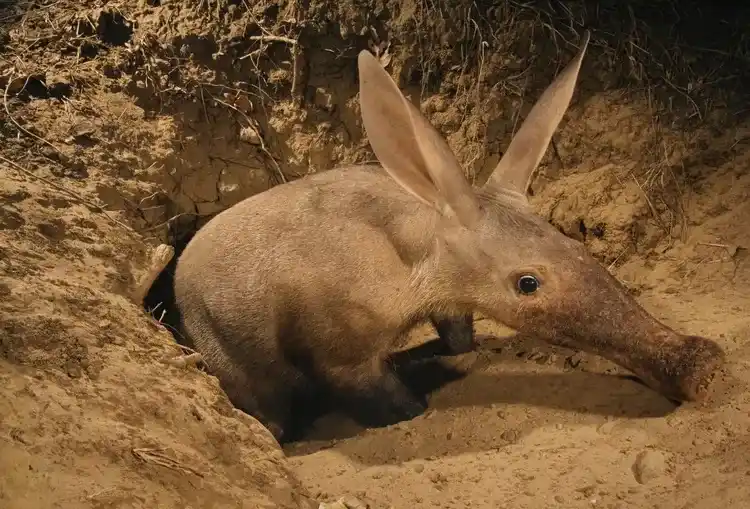 Aardvark: 10 Interesting Facts You Didn't Know