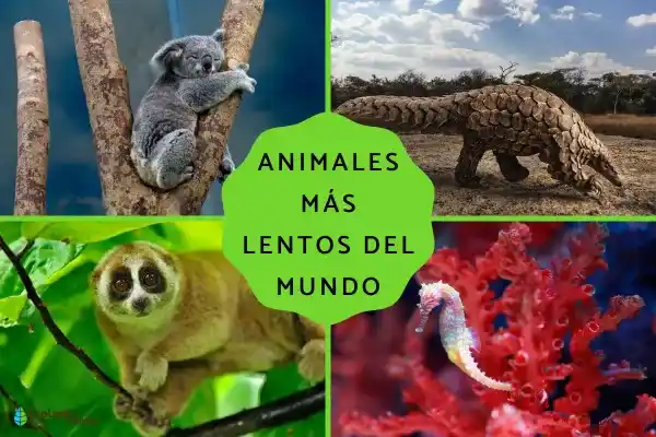 The 15 slowest animals in the world