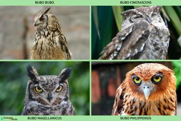 Owl species - Owl genus