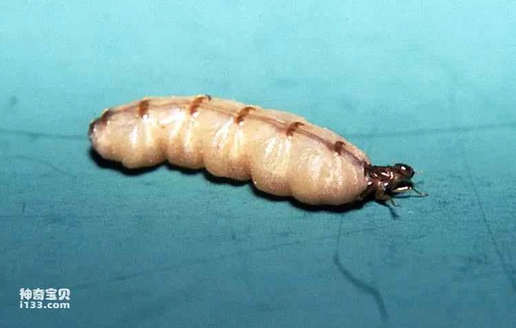 Humans rank 7th among the 11 longest-living animals.