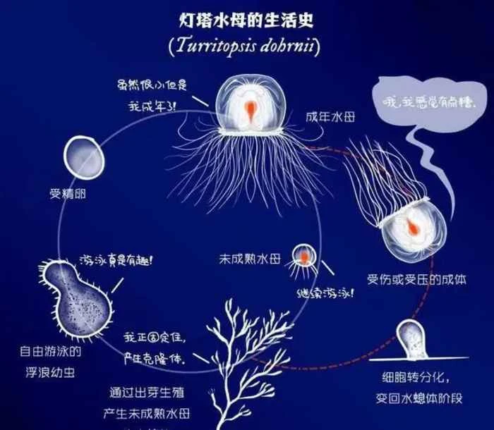 灯塔水母（Turritopsis dohrnii）