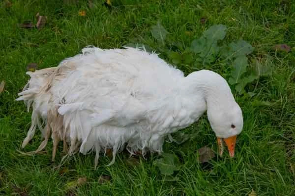 Types of geese – Danube Goose