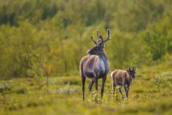 Reno o caribú: qué es, tipos, dónde vive y qué come - Reproducción de los renos