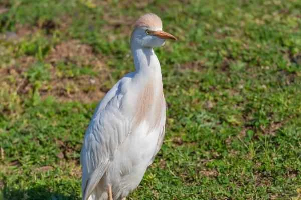 Wading birds: What are they and examples—Cattle egrets