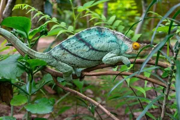 Types of Chameleons - Parsons Chameleon